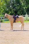 1180-AngelPalomino5.jpg