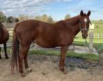 1180-Chessie1.jpg