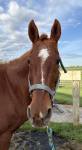 1180-Chessie2.jpg