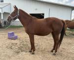 1180-Chessie3.jpg
