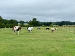 2524-IMG_8898.jpeg