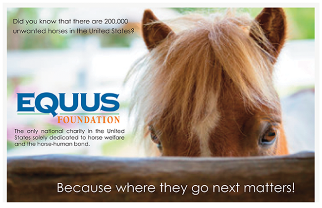 Did you know that there are 200,000 unwanted horses in the US?