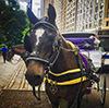 Next Chapters for NYC Carriage Horses