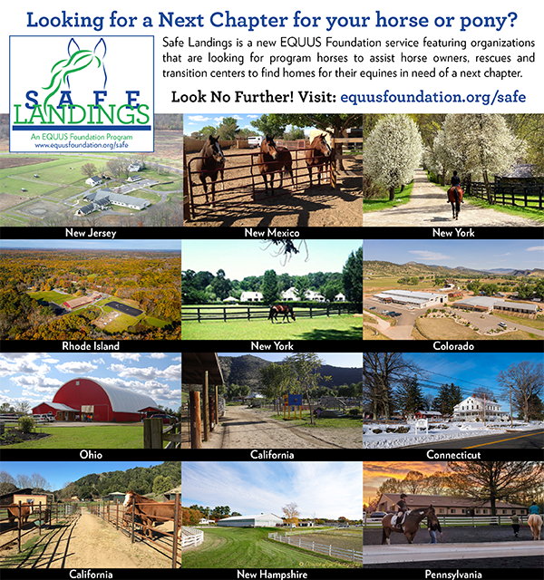 Looking for a Next Chapter for your horse or pony?
