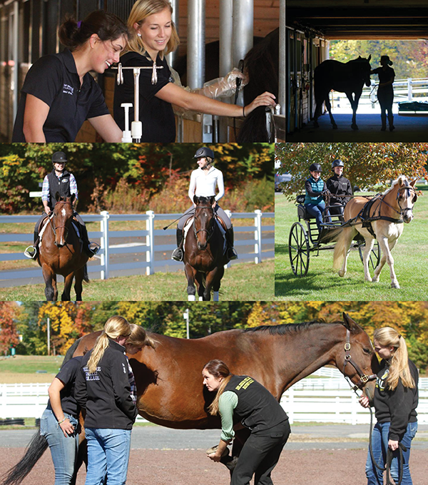 Delaware Valley University Equine Program