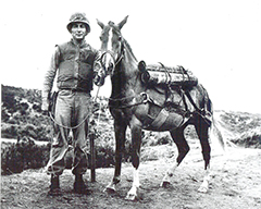 Horse Stars Hall of Fame Inductee Staff Sergeant Reckless