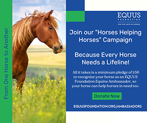 Equine Ambassadors