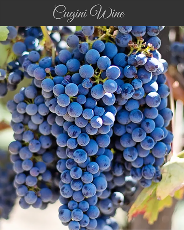 2026 Spirit Award Recipient Brianne Goutal-Marteau