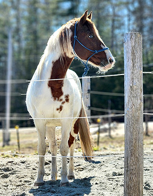 Brooke USA and EQUUS Foundation Partner to Provide Emergency Relief