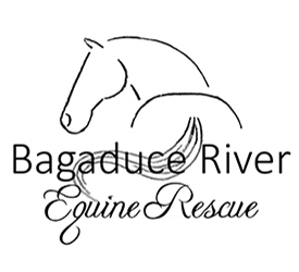 Brooke USA and EQUUS Foundation Partner to Provide Emergency Relief