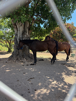 Brooke USA and EQUUS Foundation Partner to Provide Emergency Relief