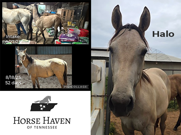 Brooke USA and EQUUS Foundation Partner to Provide Emergency Relief