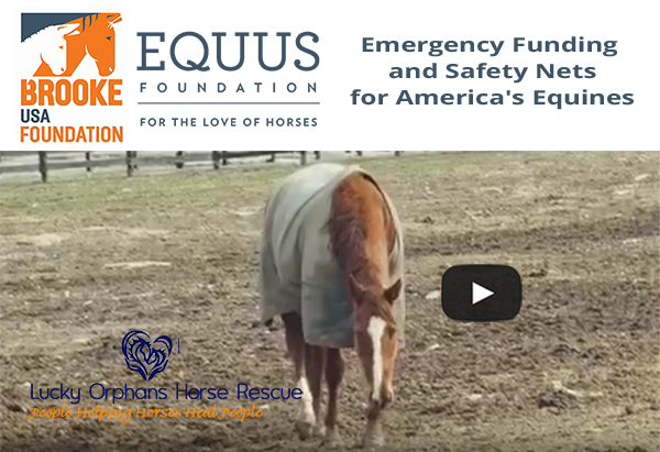 Brooke USA and EQUUS Foundation Partner to Provide Emergency Relief